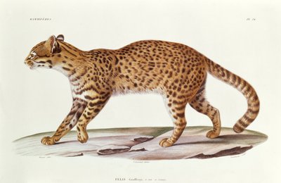 Gato de Geoffroy (felis Geoffroyi) ilustración de Voyage dans l